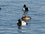 gtr_scaups