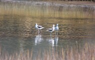 Avocets_1