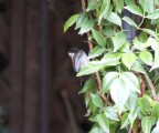 CB_Chickadee