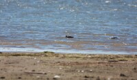 HudsonianGodwit_3