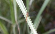 Autumn Meadowhawk