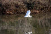 snowy_egret_1
