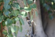 cedar_waxwing