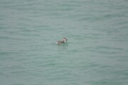 eared_grebe