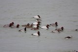 canvasback